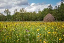 Wiesenlandschaft im Spreewald